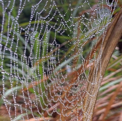 spider web with water droplets