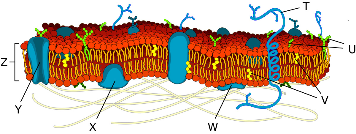 cell membrane detailed
