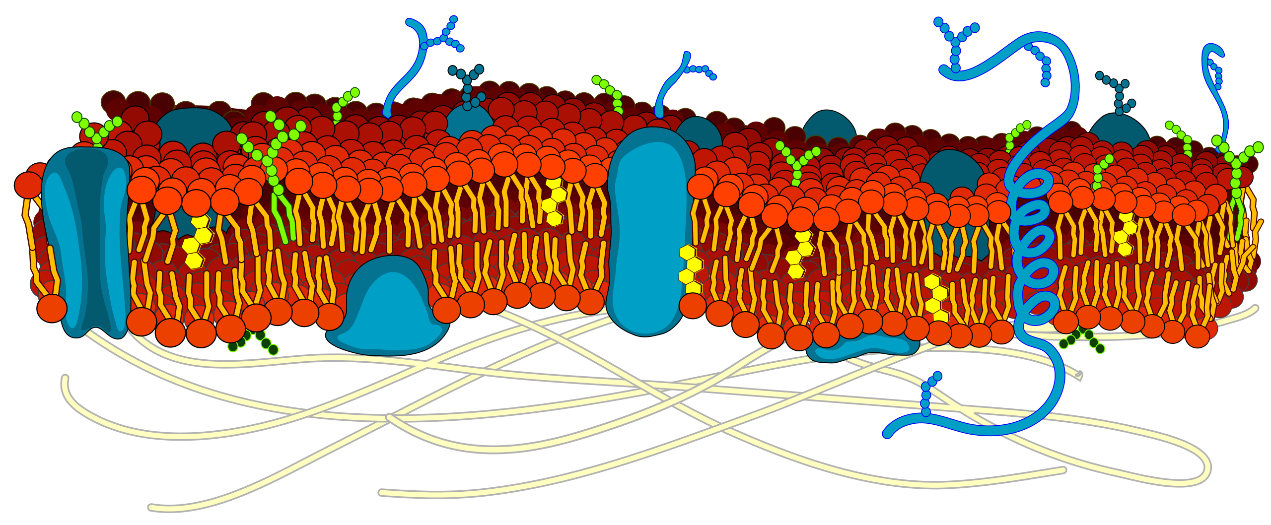 cell membrane detailed