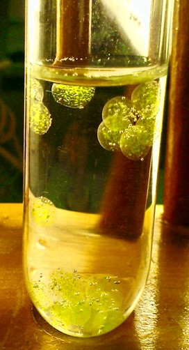 Algal Balls in boiling tube