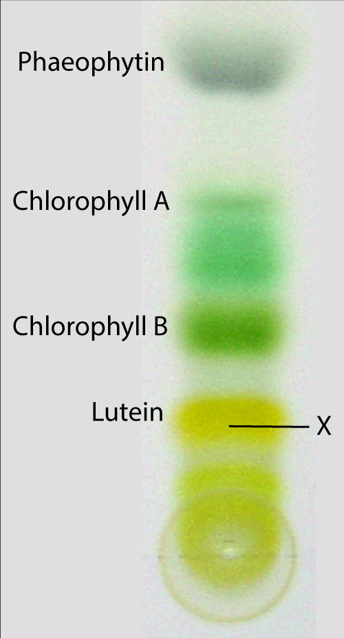 chromatography of plant pigments