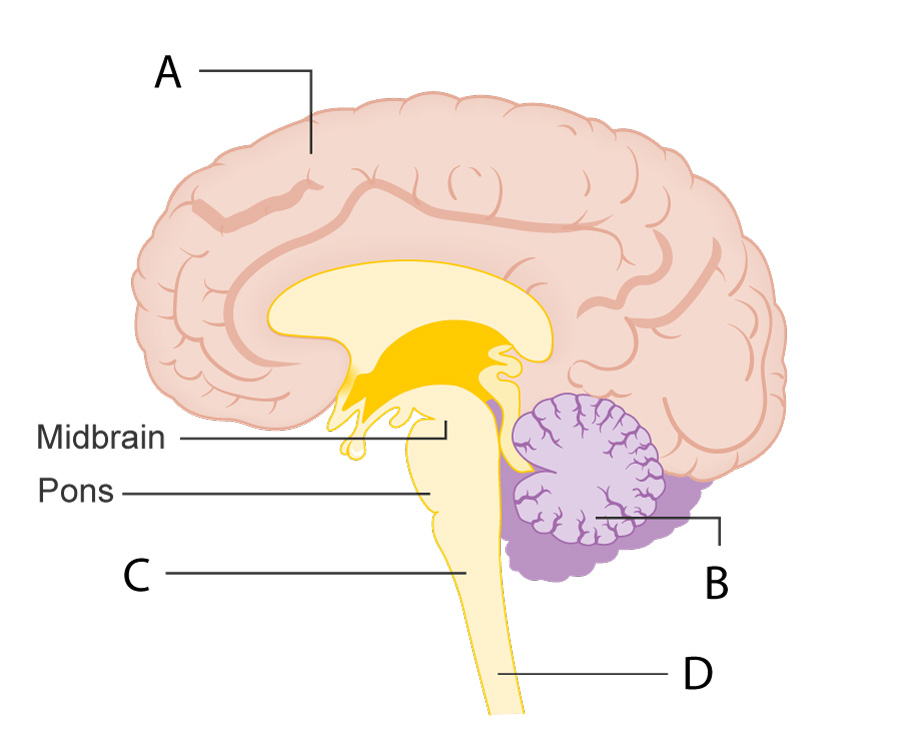 Diagram_showing_the_brain_stem