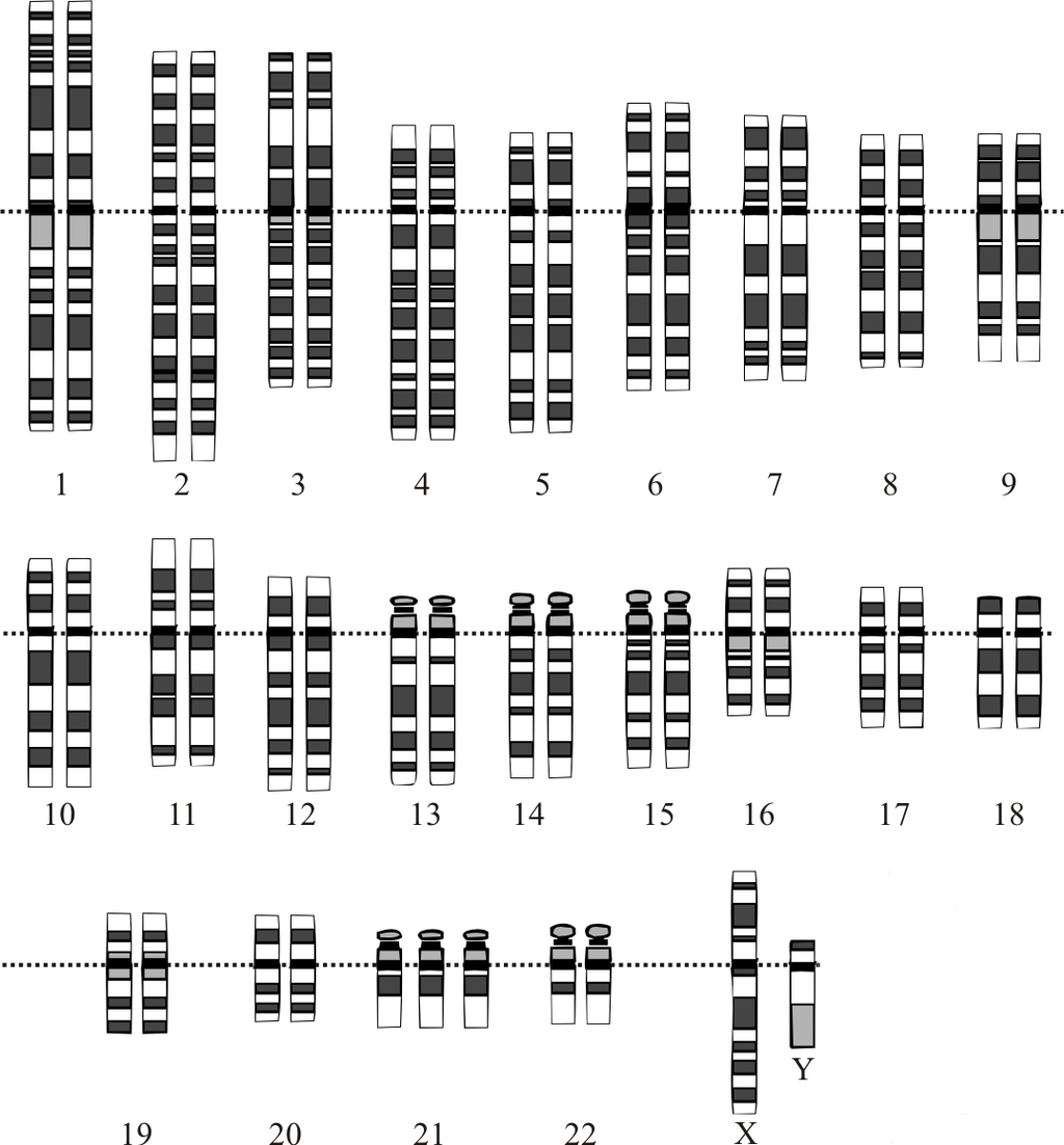 Karyotype_image