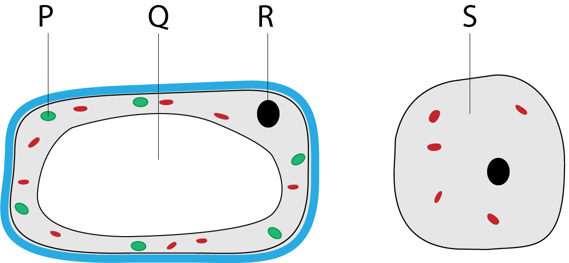 plant cell and animal cell