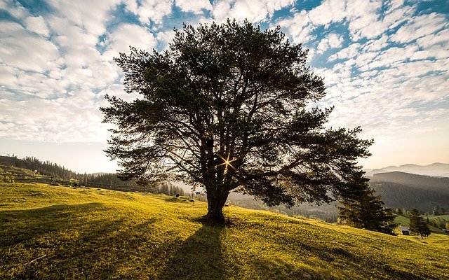 tree in meadow