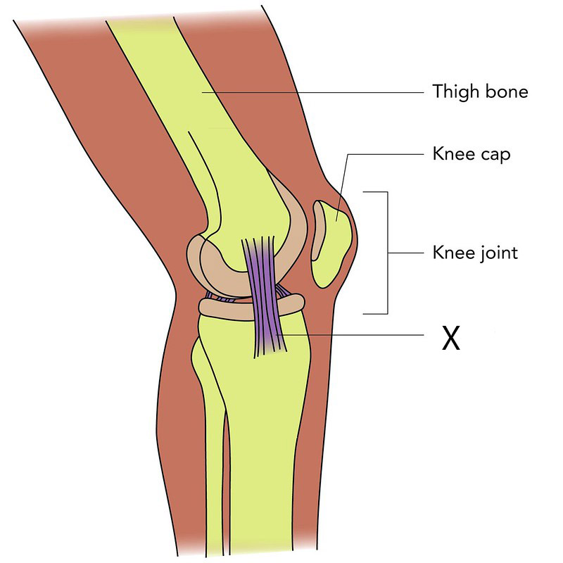 knee joint