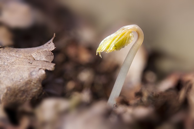 Germinating seed