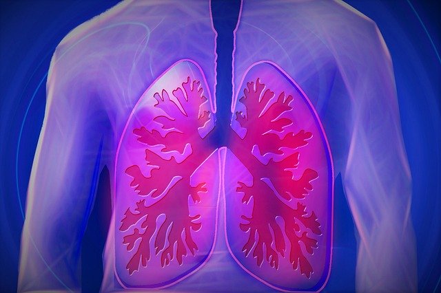 respiratory system