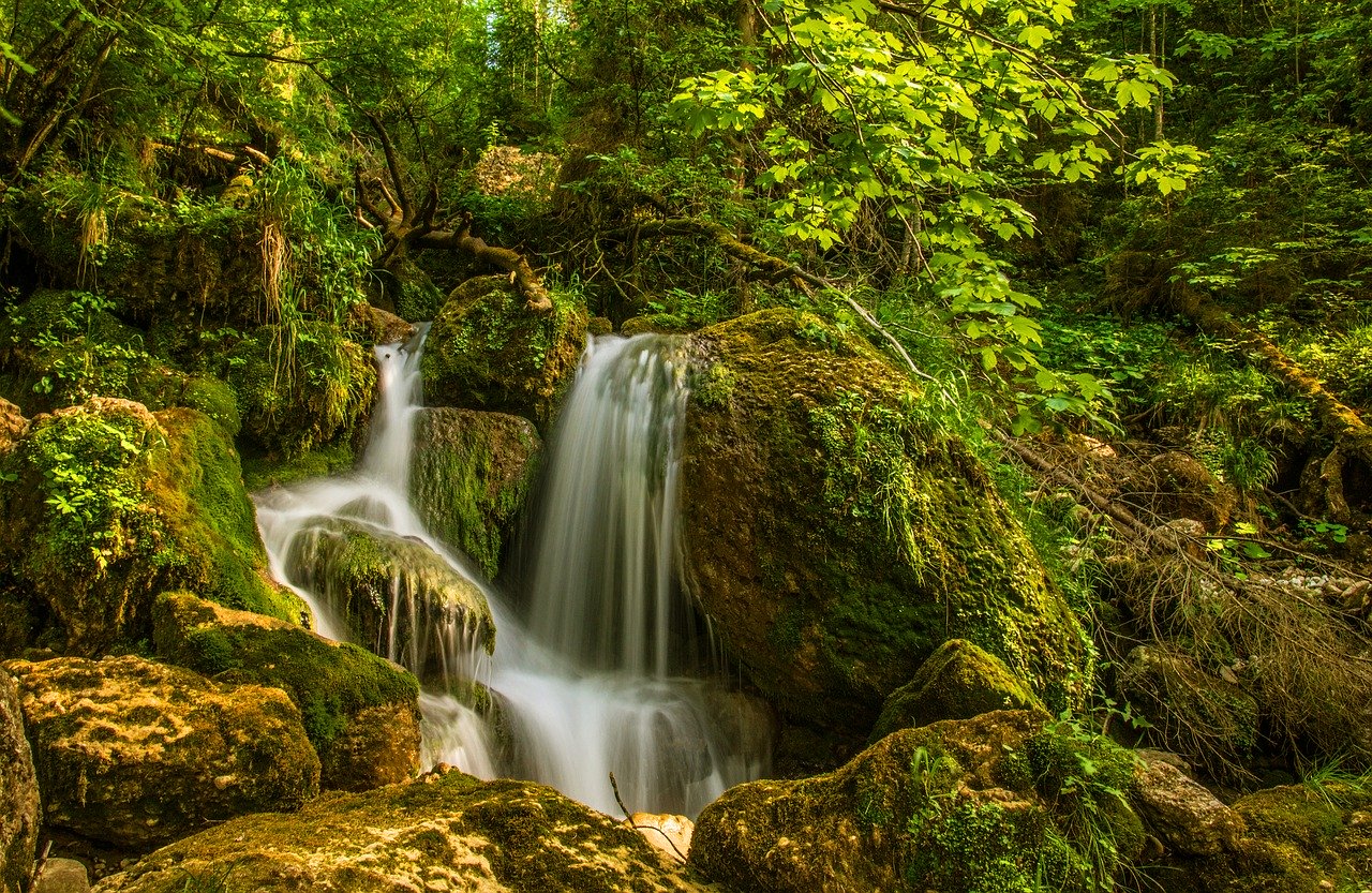 stream and forest