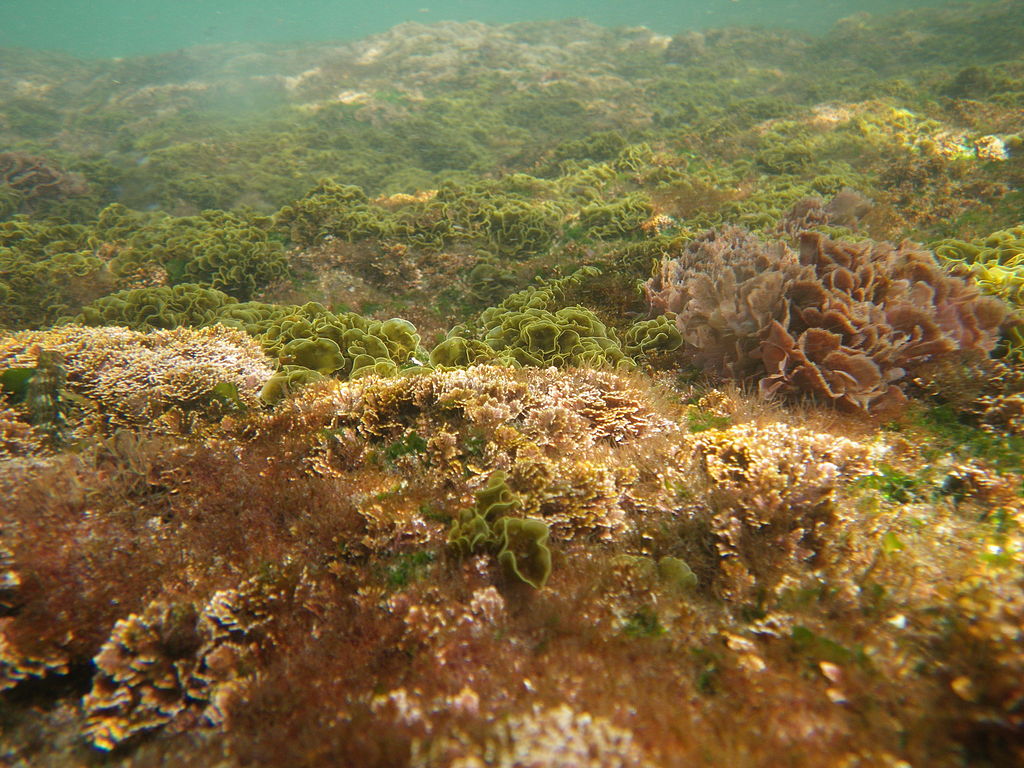 Algae, Australia