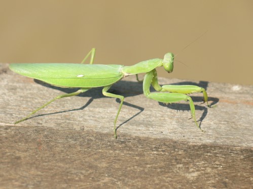 preying Mantis