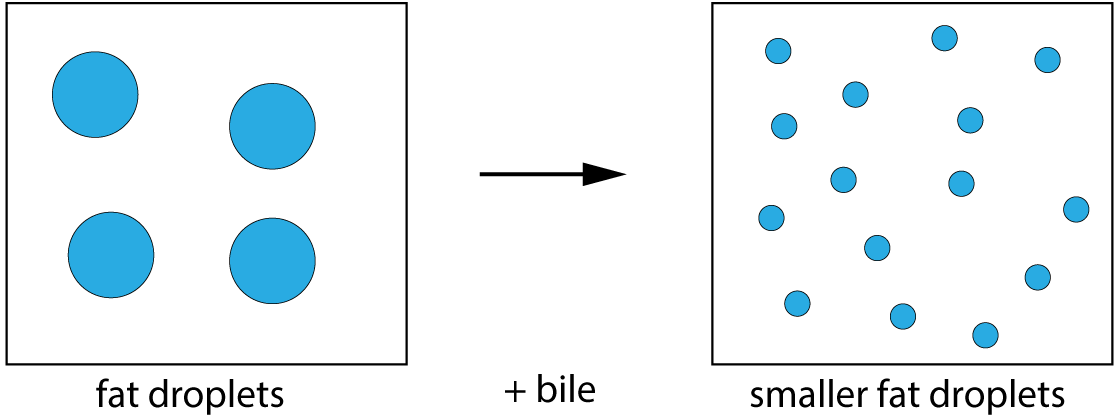 action of bile on fats
