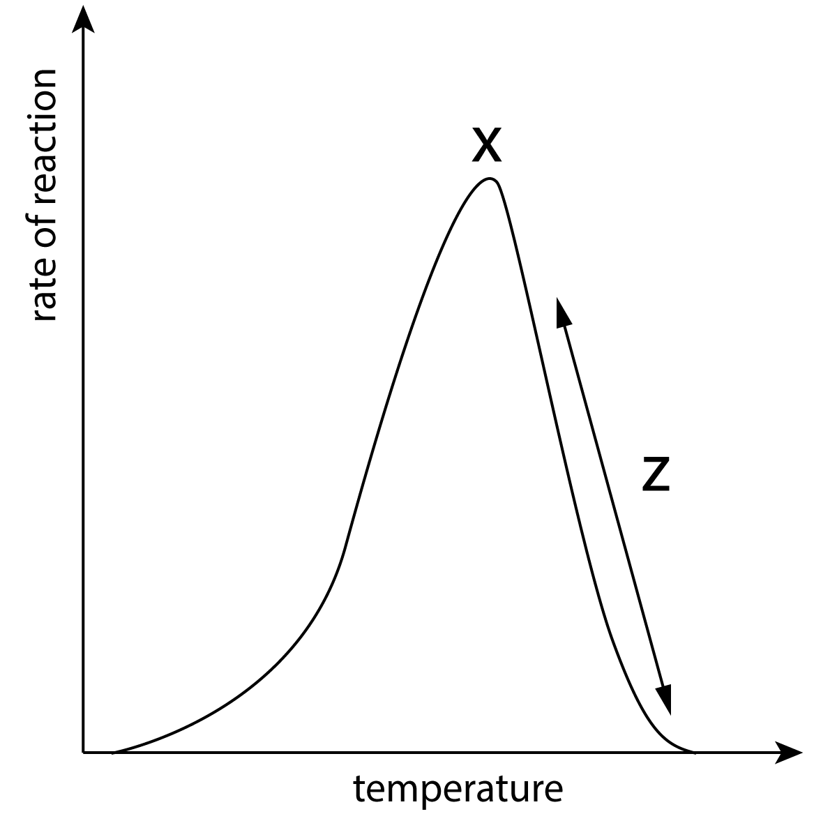 enzyme reaction with temperature graph