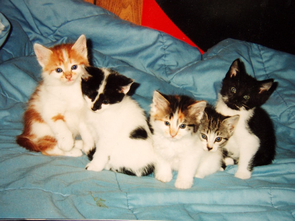 5 kittens from same litter
