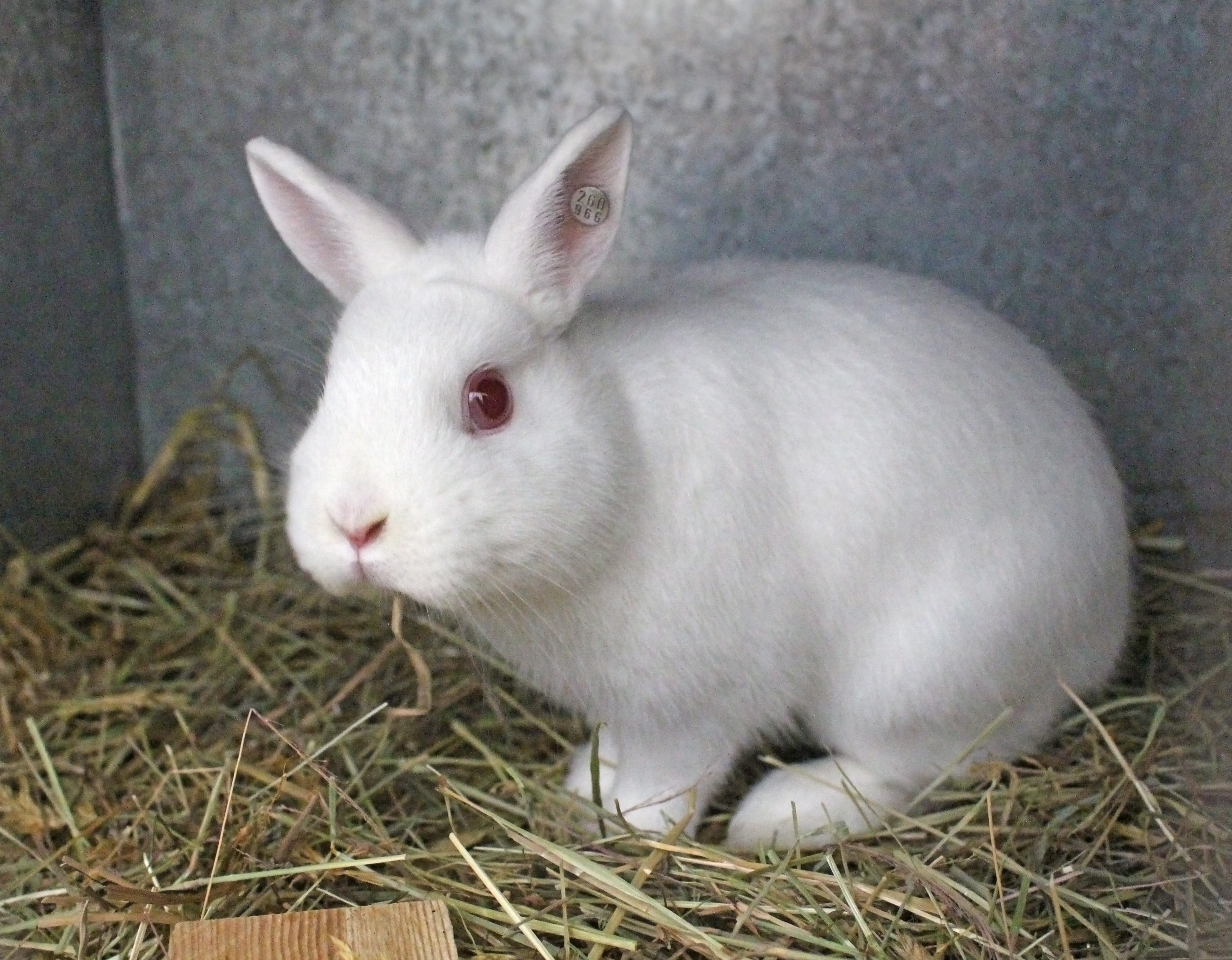 Albino Rabbit