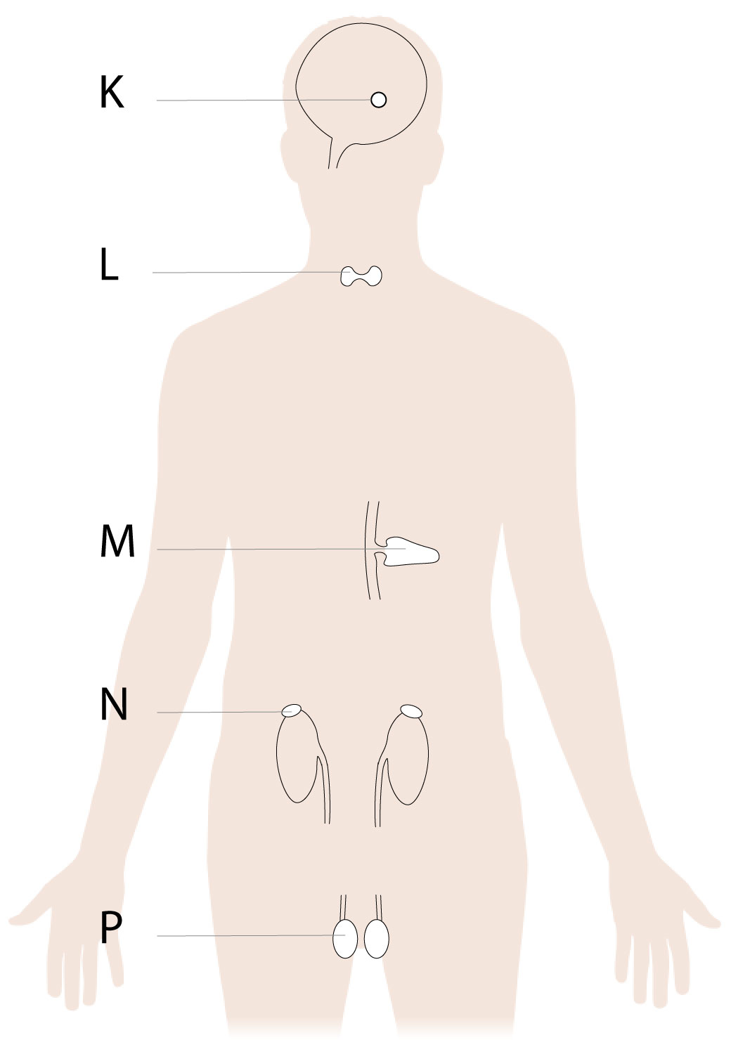 outline of human body showing endocrine glands