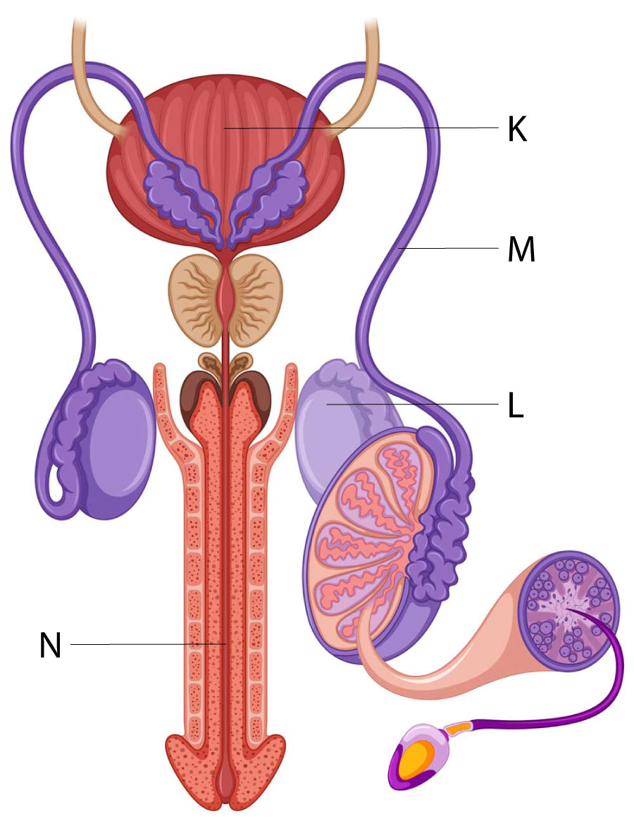 male reproductive system