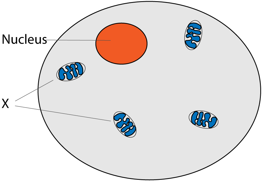 respiration organelle in animal cell