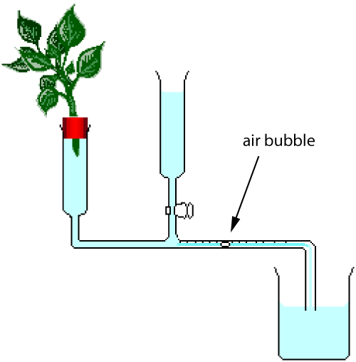 potometer