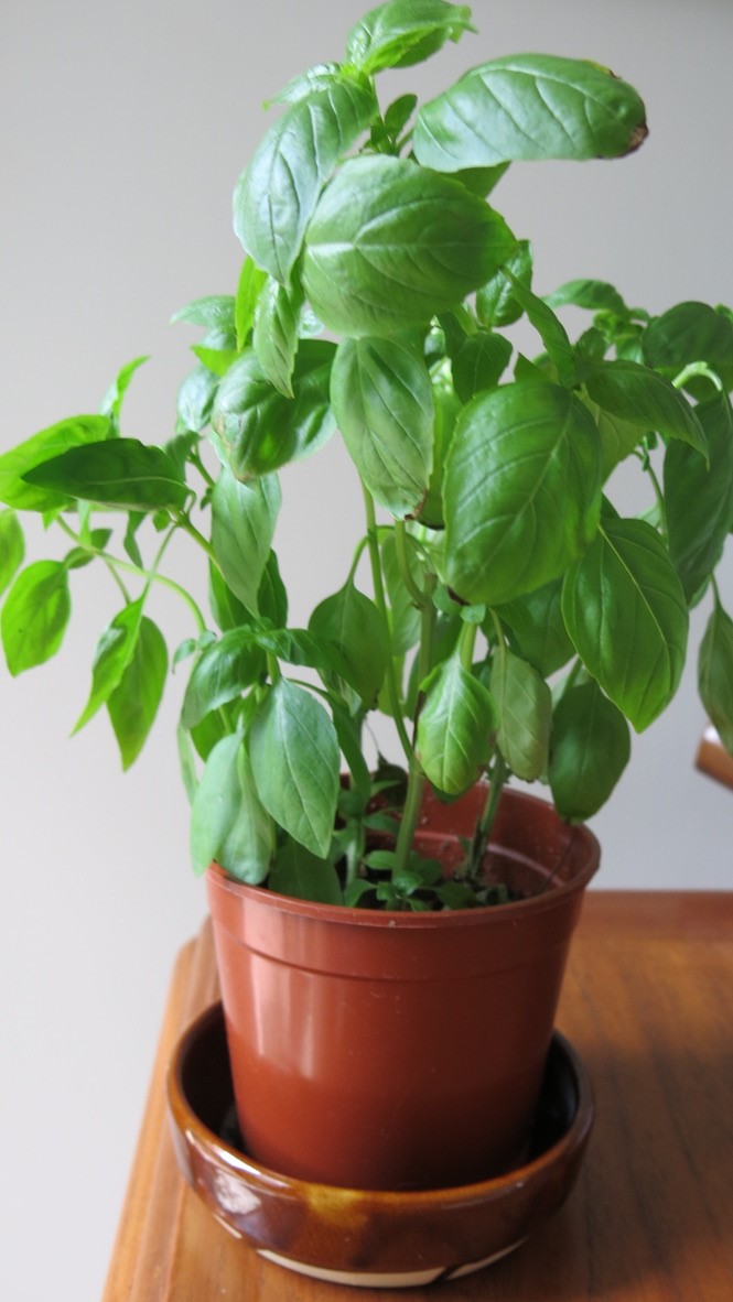 healthy basil plant