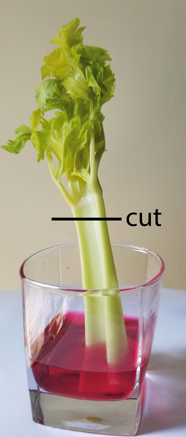 celery in red dye